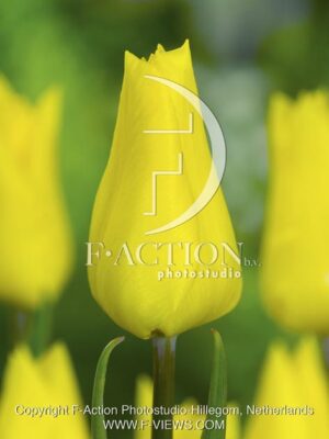 botanic stock photo Tulipa
