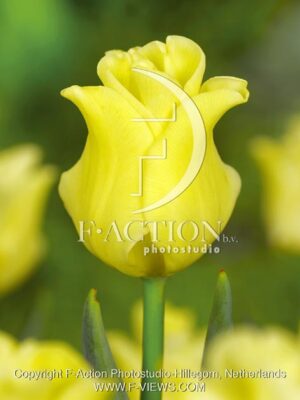 botanic stock photo Tulipa