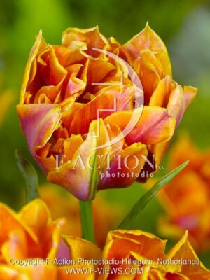 botanic stock photo Tulipa