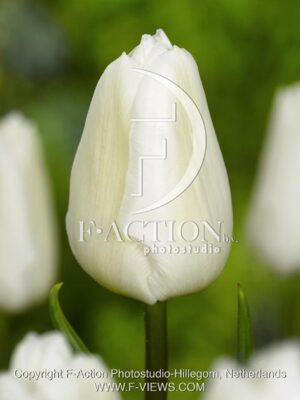 botanic stock photo Tulipa