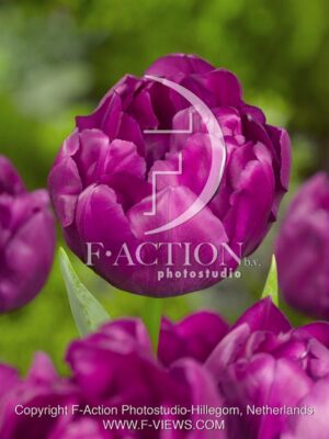 botanic stock photo Tulipa
