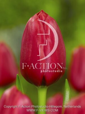 botanic stock photo Tulipa