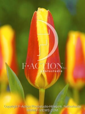 botanic stock photo Tulipa