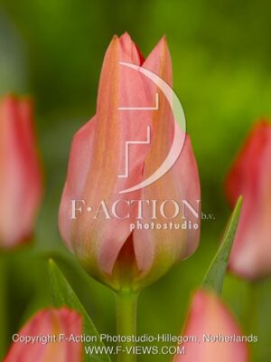 botanic stock photo Tulipa