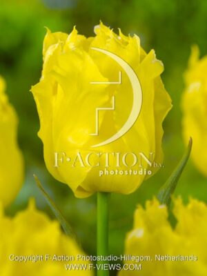 botanic stock photo Tulipa