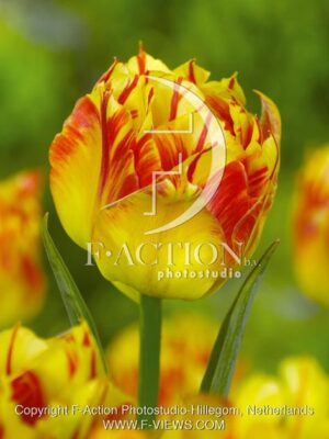 botanic stock photo Tulipa