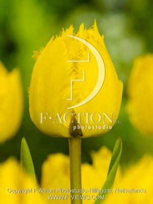 botanic stock photo Tulipa