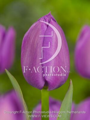 botanic stock photo Tulipa