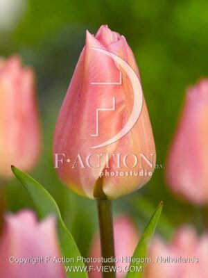 botanic stock photo Tulipa