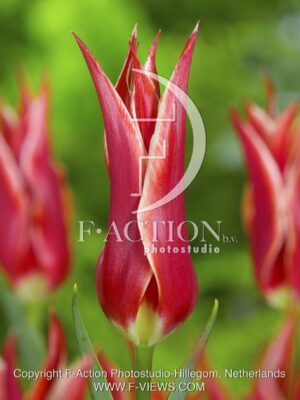 botanic stock photo Tulipa