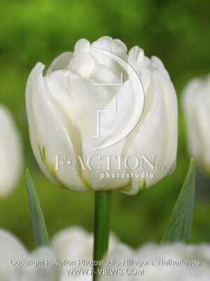 botanic stock photo Tulipa
