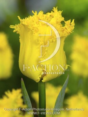 botanic stock photo Tulipa
