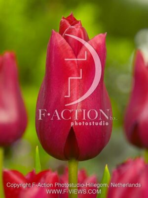 botanic stock photo Tulipa