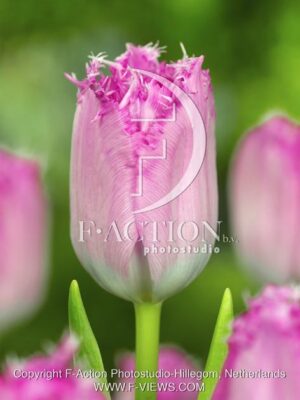 botanic stock photo Tulipa