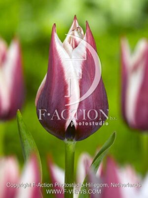 botanic stock photo Tulipa