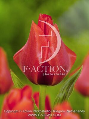 botanic stock photo Tulipa