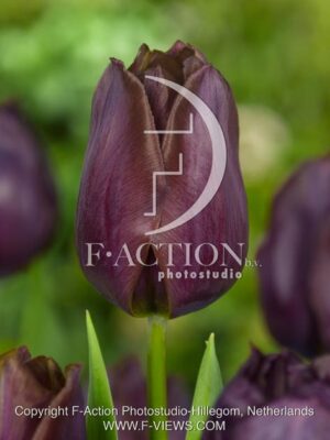 botanic stock photo Tulipa