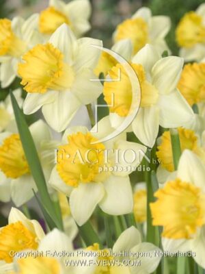 botanic stock photo Narcissus