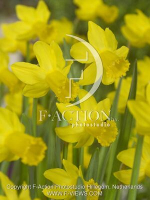 botanic stock photo Narcissus