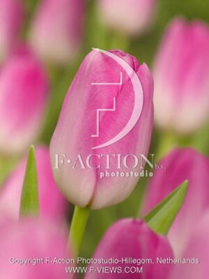 botanic stock photo Tulipa