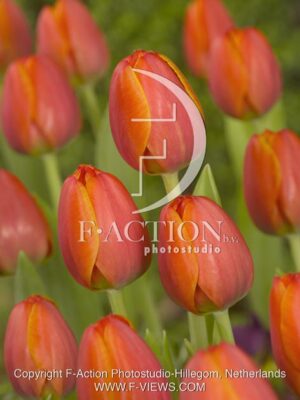botanic stock photo Tulipa