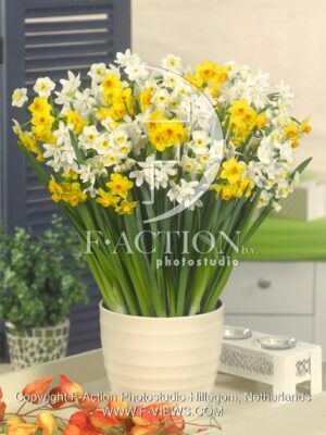botanic stock photo Narcissus