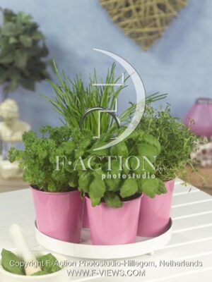botanic stock photo Herbs
