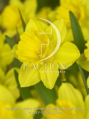 botanic stock photo Narcissus