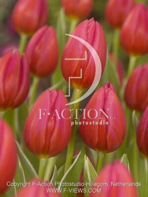 botanic stock photo Tulipa