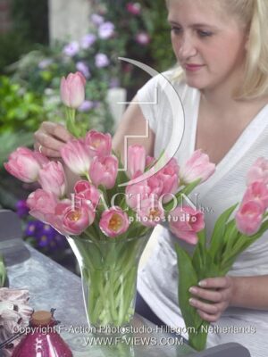 botanic stock photo Tulipa