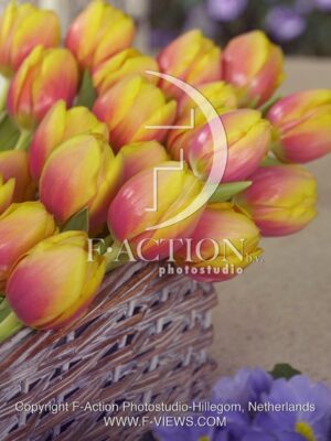 botanic stock photo Tulipa