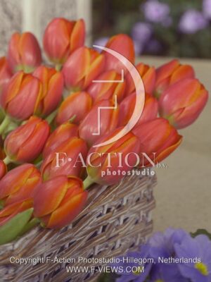 botanic stock photo Tulipa