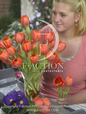 botanic stock photo Tulipa