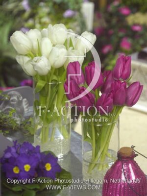 botanic stock photo Tulipa