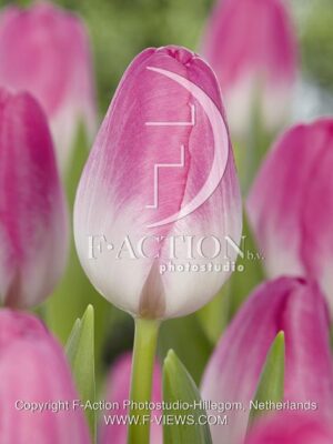 botanic stock photo Tulipa