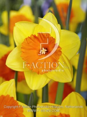 botanic stock photo Narcissus