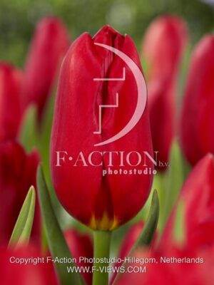 botanic stock photo Tulipa