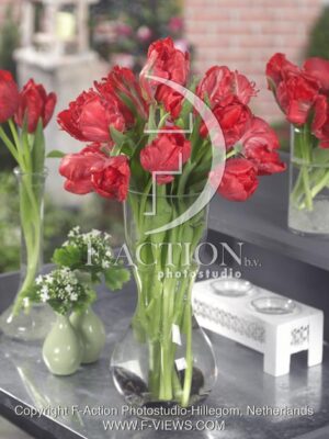 botanic stock photo Tulipa