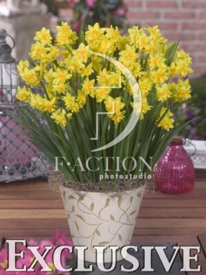 botanic stock photo Narcissus