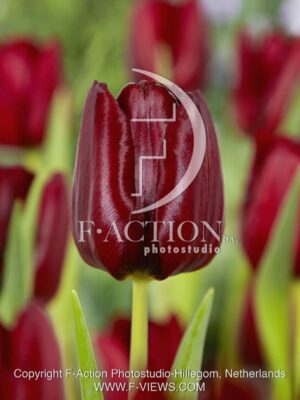 botanic stock photo Tulipa