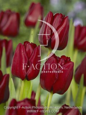 botanic stock photo Tulipa