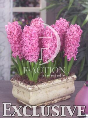botanic stock photo Hyacinthus