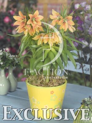 botanic stock photo Fritillaria