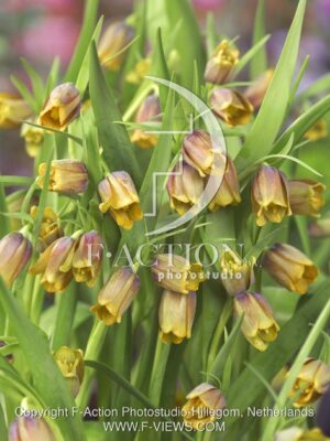 botanic stock photo Fritillaria