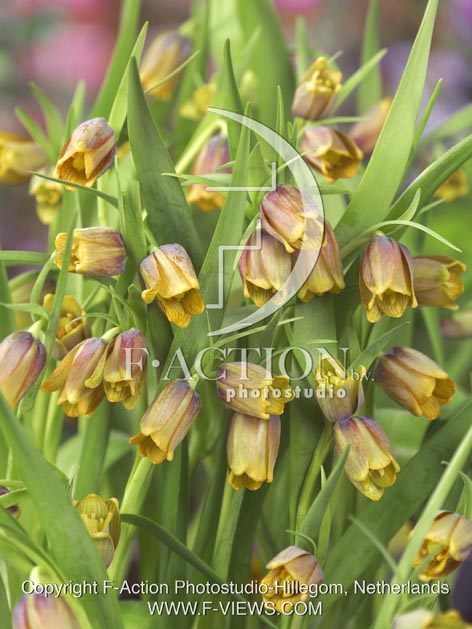 botanic stock photo Fritillaria