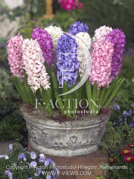 botanic stock photo Hyacinthus