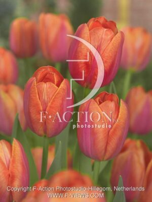 botanic stock photo Tulipa