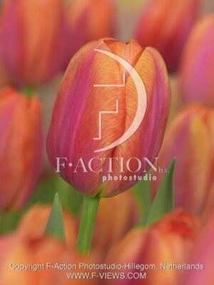 botanic stock photo Tulipa