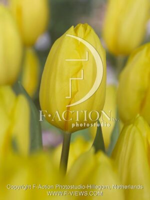botanic stock photo Tulipa