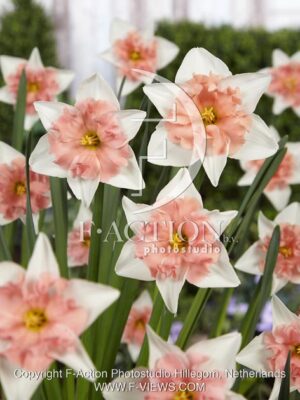 botanic stock photo Narcissus